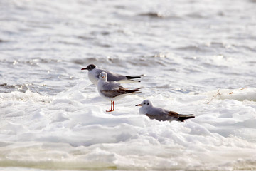 eathered seagulls floating on an ice floe along the river