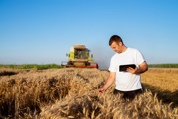 Young agronomist man standing in a golden wheat field with tablet and checking quality while...