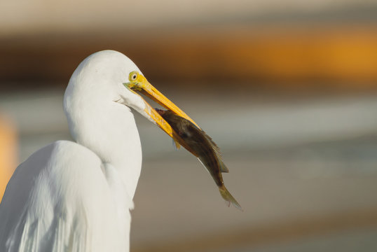 Great Egret Breeding Face Skyway Fishing Pier State Park  Interstate 275, St. Petersburg, fl