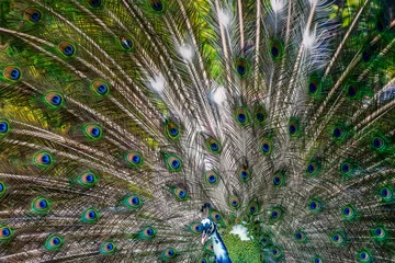 Fotobehang Peacock showing off his bright open tail  © len4foto
