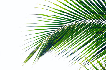 tropical coconut palm leaves isolated on white background