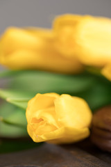Yellow tulips Macro. Heads of yellow tulips close-up.