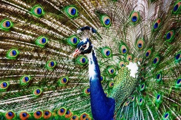 Fototapeta na wymiar Peacock showing off his bright tail