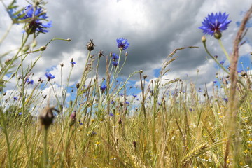 field, sky, grass, summer, nature, flower, green, meadow, blue, landscape, spring, flowers, plant, clouds, cloud, agriculture, season, beauty, blossom, natural, beautiful, garden, white, wheat, outdoo