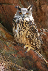 Hibou grand-duc