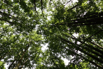 Green forest with lush leaves in sumer