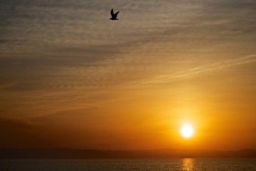 Seagull on the sunset background. Abstract view.