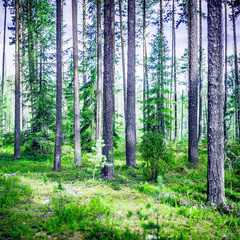 Fototapeta premium Summer green landscape