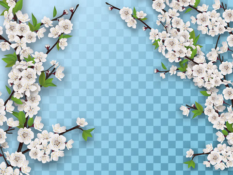 Set of spring blooming fruit tree branches. White flowers and green leaves on a branch. Element for a spring greeting card. Isolated on a transparent background.