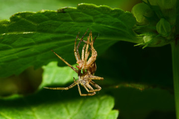 Close-up of a young faded spider-wolf Arachnida sitting under a green leaf in the foothills of the...