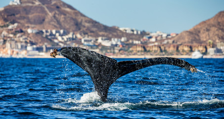Tail of the humpback whale. Mexico. Sea of Cortez. California Peninsula . An excellent illustration.