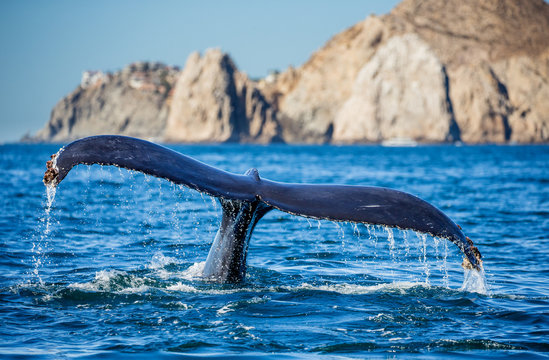 Tail of the humpback whale. Mexico. Sea of Cortez. California Peninsula . 