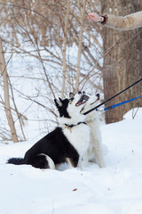 A girl with long red hair plays with a Yakut husky in a snow park.