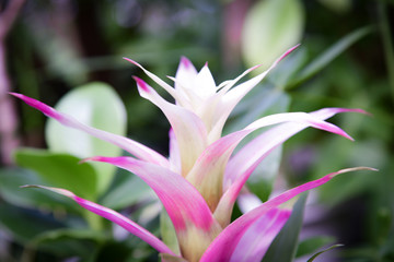 Fototapeta premium 観葉植物