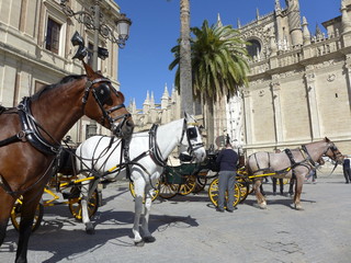 Fototapeta na wymiar Horses and Coaches near Seville Cathedral