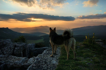 The dog watching sunrise on the Crimean Mangup-Kale Cave town