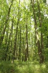 Green forest with lush leaves in sumer