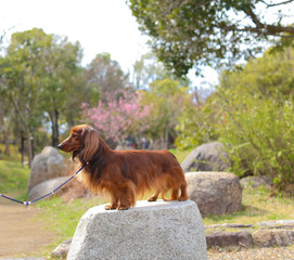 散歩するダックスフンド