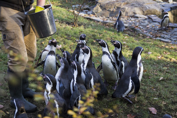 Feeding of the penguins. Penguin feeding time. Man feeding many penguin in zoo.