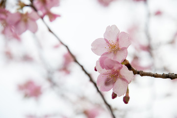 河津桜