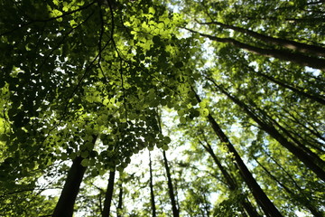 Fototapeta na wymiar Green forest with lush leaves in sumer