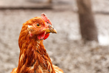 Head of a red home chicken close-up. The beak is smeared in the mud.