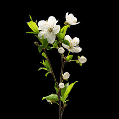 Fototapeta premium Blooming cherry branch on black background. Macro. Nature. High resolution product