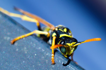 wasp macro