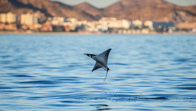 Mobula ray is jumping in the background of the city of Cabo San Lucas. Mexico. Sea of Cortez. California Peninsula .
