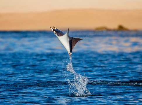 Fototapeta Mobula ray is jumps out of the water. Mexico. Sea of Cortez. California Peninsula . 