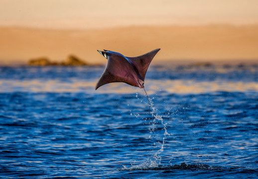 Fototapeta Mobula ray is jumps out of the water. Mexico. Sea of Cortez. California Peninsula . 