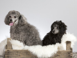 Two poodles on a wooden antique box. Image take  in a studio.