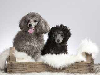 Two poodles on a wooden antique box. Image take  in a studio.