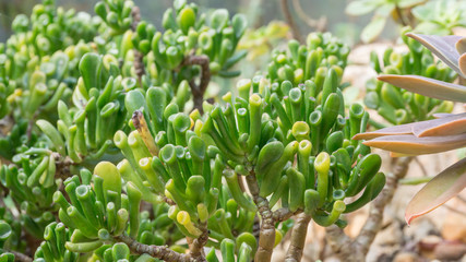 Fototapeta na wymiar Close up of succulent cactus in a garden.
