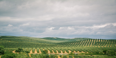 Plantation of olive trees in Jaen, Andalusia. Spain