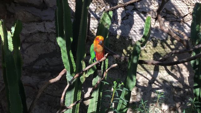 Papagei, Sittich, V&ouml;gel in Voliere