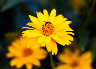 macro, owad na żółtm kwiacie