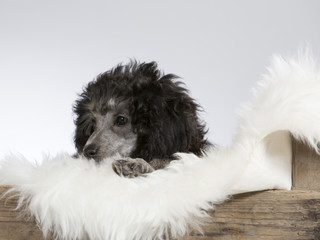 Poodle puppy on a wooden antique box. Image taken in a studio