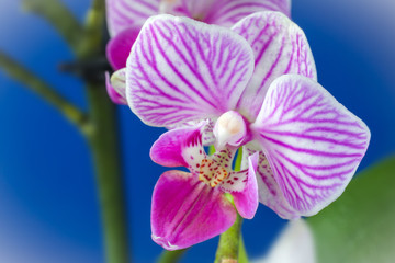 Fototapeta na wymiar Close up view of a pink white orchid flower Phalaenopsis on a blue background