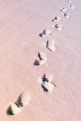 footprints in the snow, leaving into the distance, illuminated by sunlight (toned)