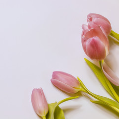 Rosa Tulpen (Tulipa) - freigestellte Blüten für den Wellnessbereich und als Ostergruß