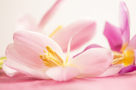 Rosa Tulpen (Tulipa) - freigestellte Blüten für den Wellnessbereich und als Ostergruß © UlrikeAdam