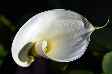 Calla white.Flower white Calla lilies on a natural background 