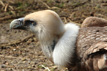 Vautour