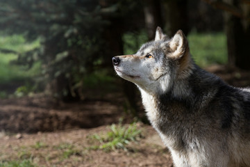 Wolf In Woodland