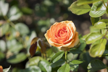 Gelbe Rose im Spätsommer