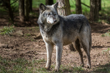 Naklejka na ściany i meble Wolf In Woodland