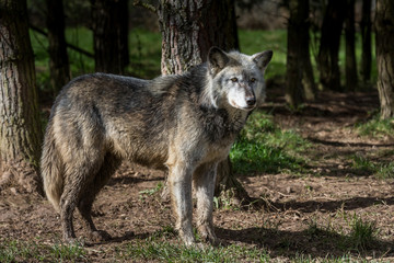 Wolf In Woodland