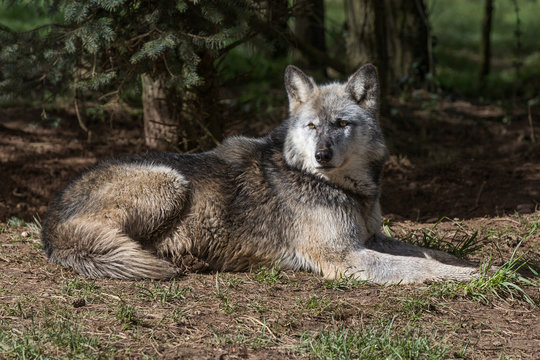 Wolf In Woodland