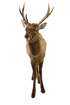 Red deer (Cervus elaphus) male on white background